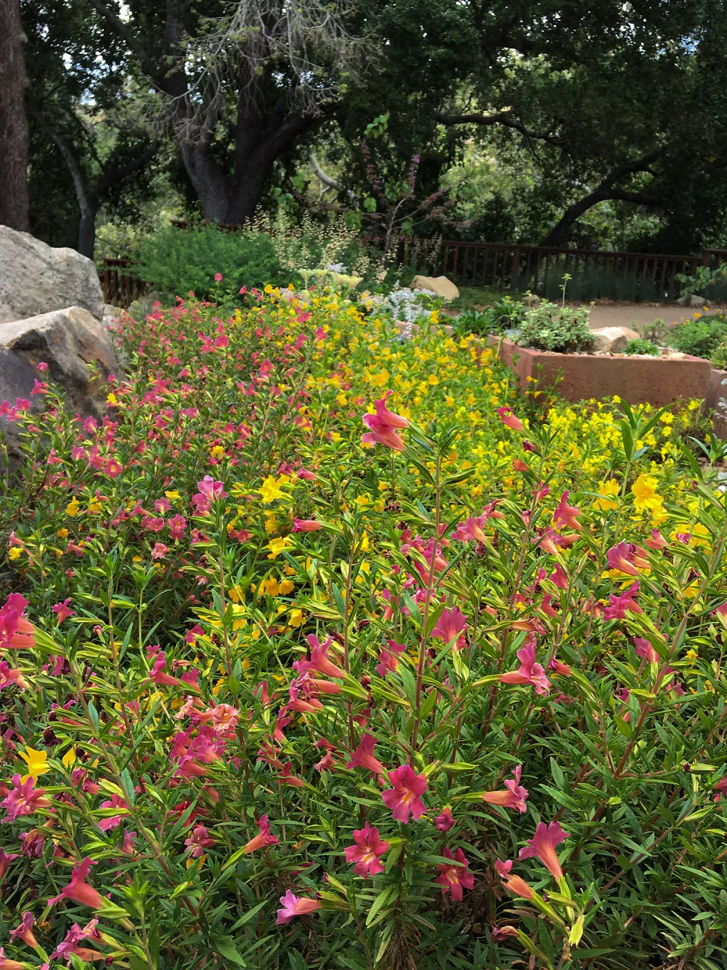 Diplacus Jelly Bean Yellow & Trish at the Water Wise Home Demonstration Garden