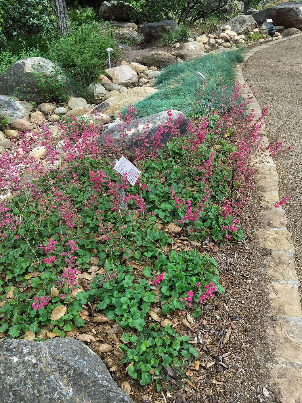 Heuchera at the Water Wise Home Demonstration Garden