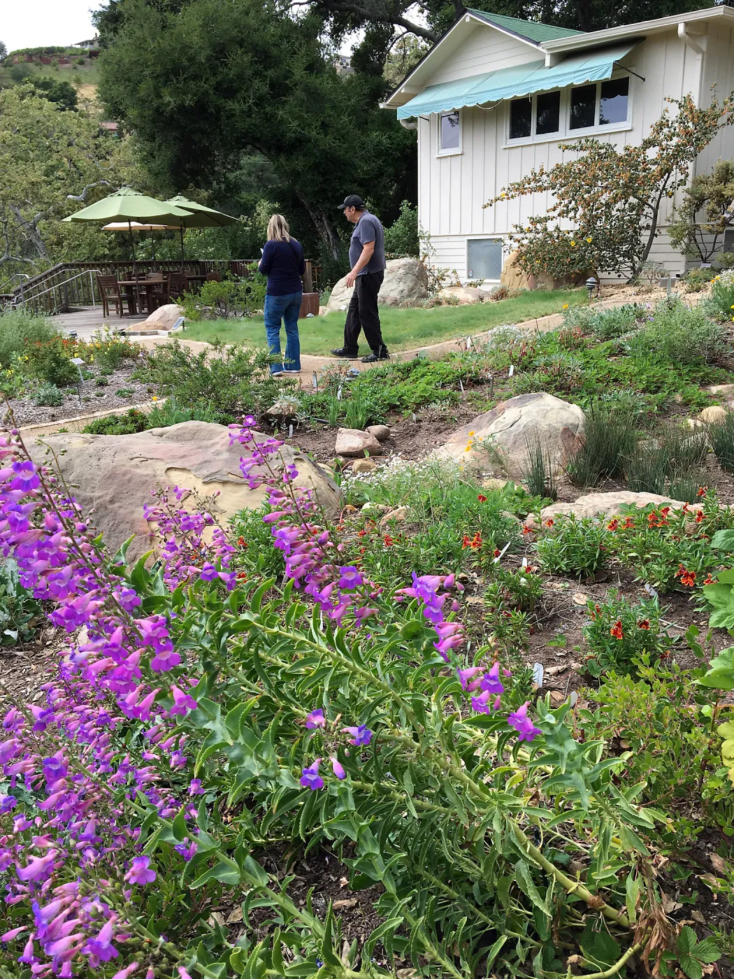 Penstemon spectabilis at the Water Wise Home Demonstration Garden