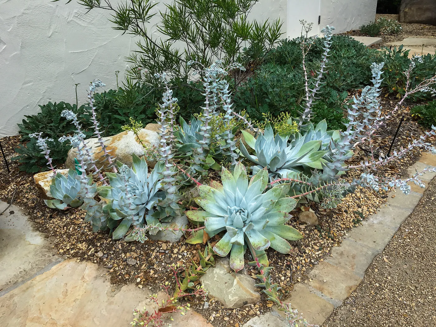 Dudleya brittonii at the Water Wise Home Demonstration Garden