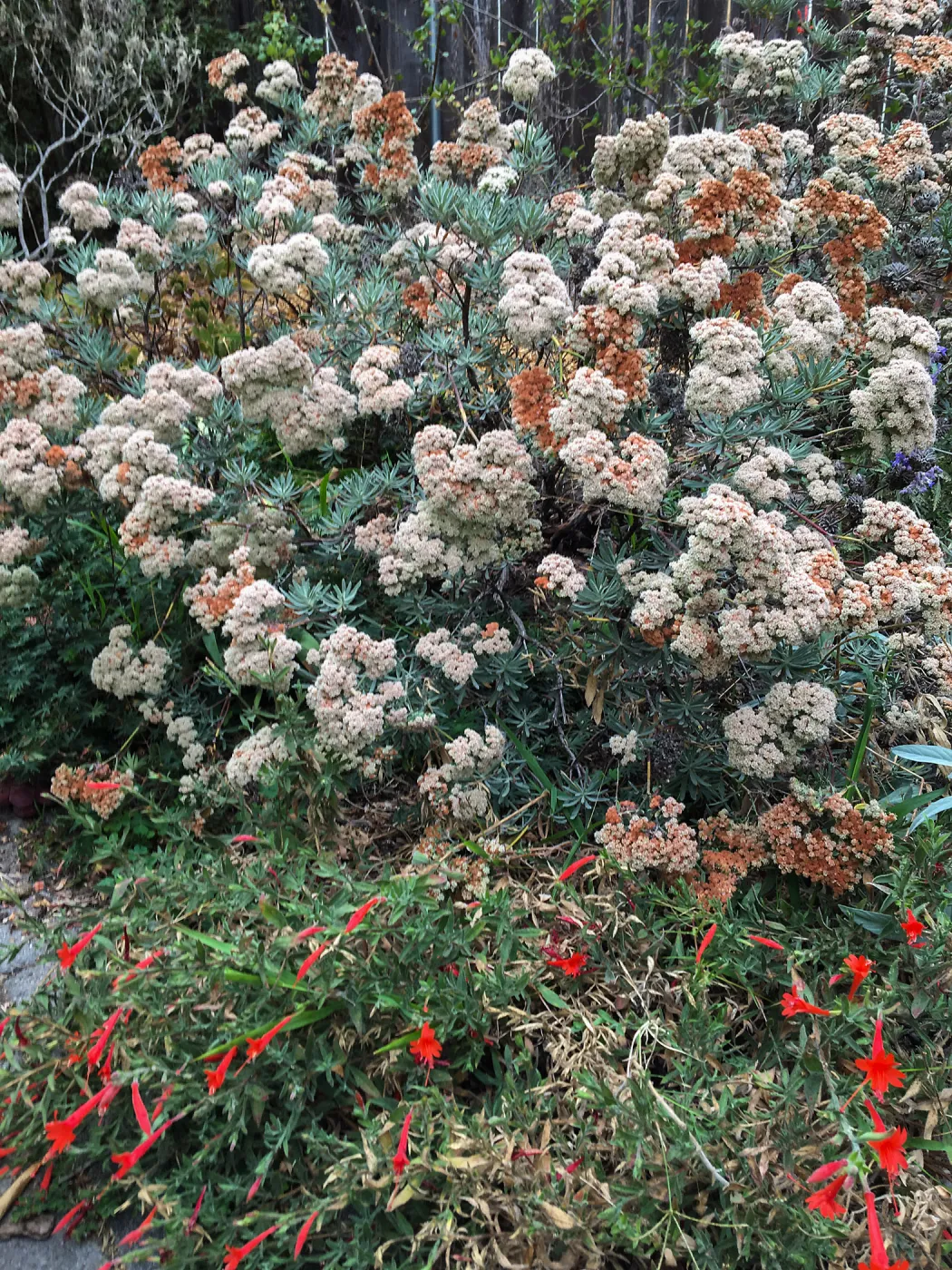 Eriogonum arborescens at Betsy Collins garden