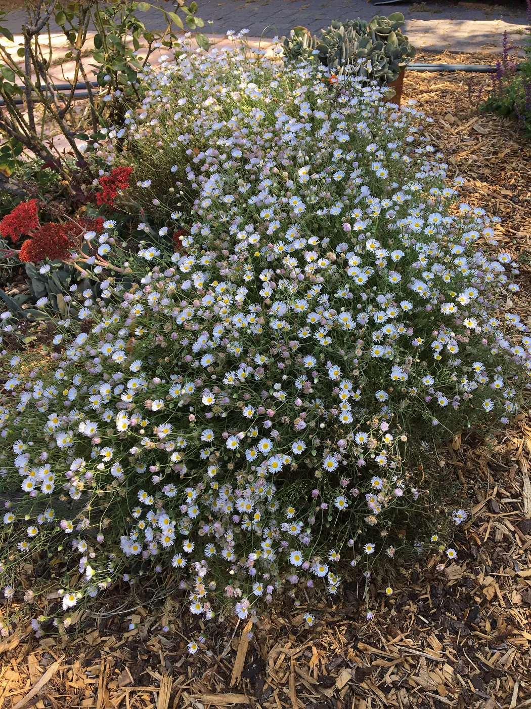 Erigeron divergens at Betsy Collins Garden