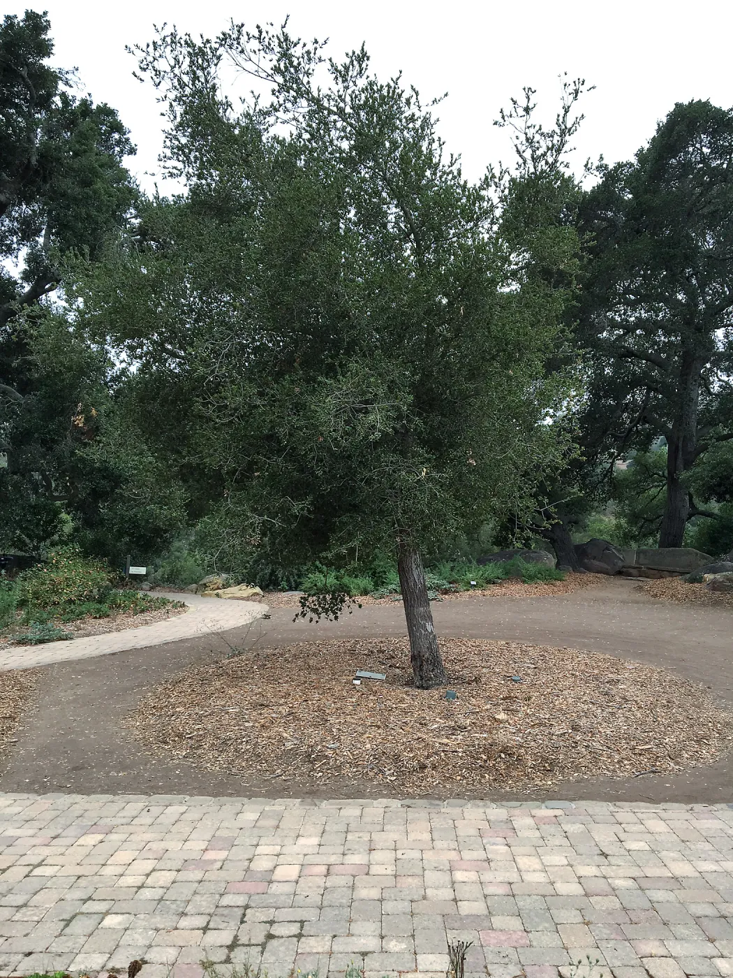 Southern most of Meadow Oaks (Coastal Live Oak) showing lean
