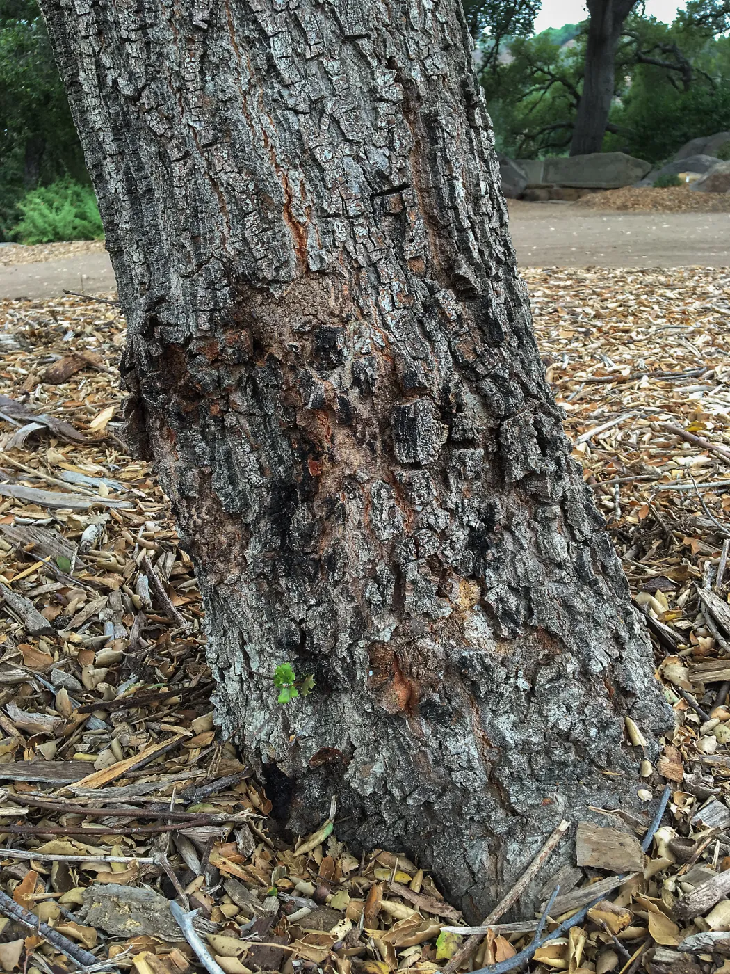 Southern most of Meadow Oaks (Coastal Live Oak) showing diseased wood