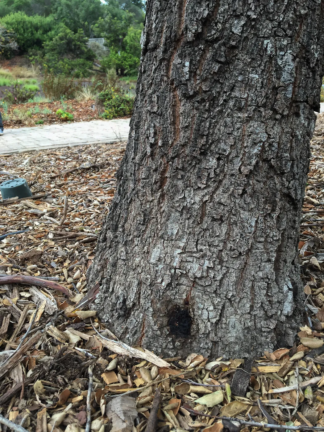 Northern Meadow Oak (Coastal Live Oak) showing diseased wood
