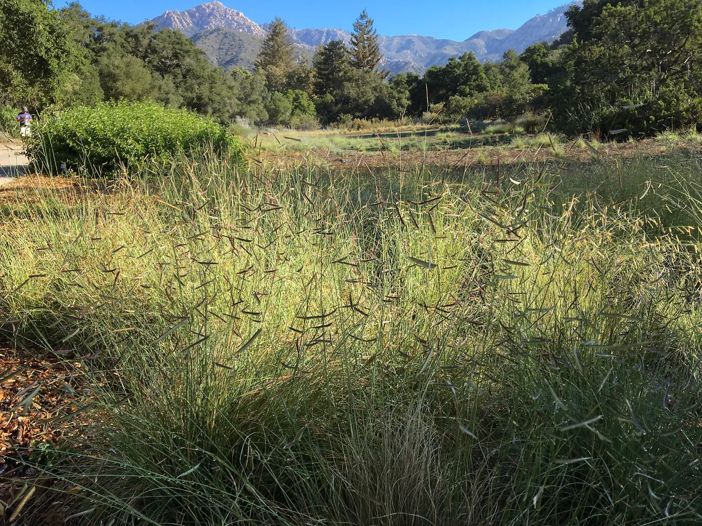Blue grama in the Meadow