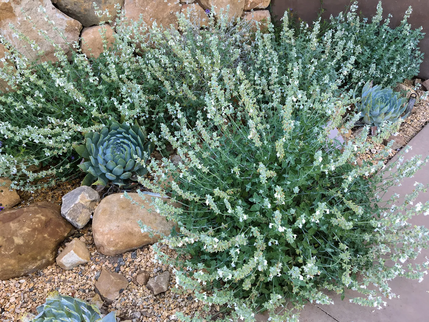 Salvia (Sage) Baja Blanca & Dudleya (liveforever) britonii at entrance to PCC