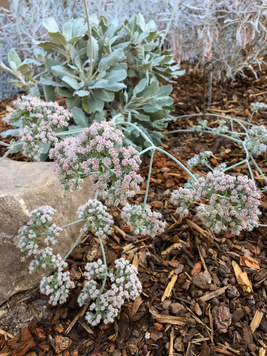 Eriogonum giganteum compactum in Conservation Collection planters at the PCC