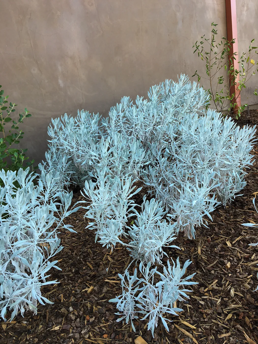 Senecio Silver & Gold in Conservation Collection planters at the PCC