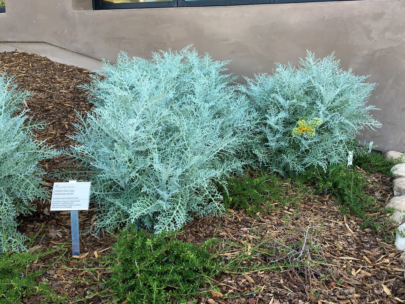 Constancea nevinii in Conservation Collection planters at the PCC