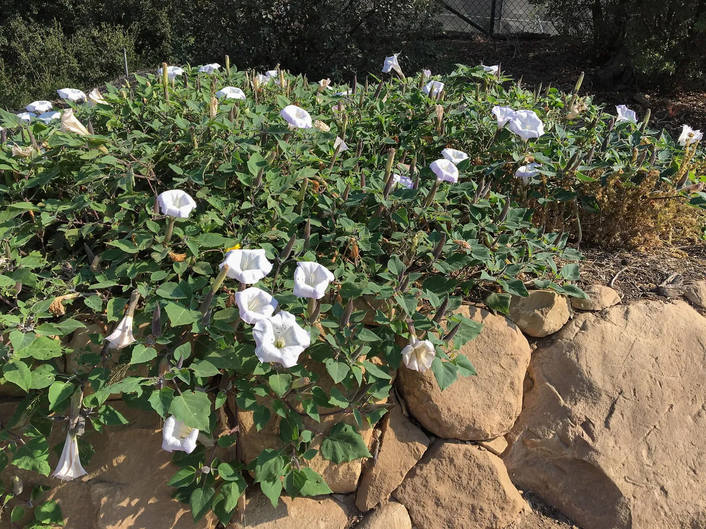 Datura wrightii