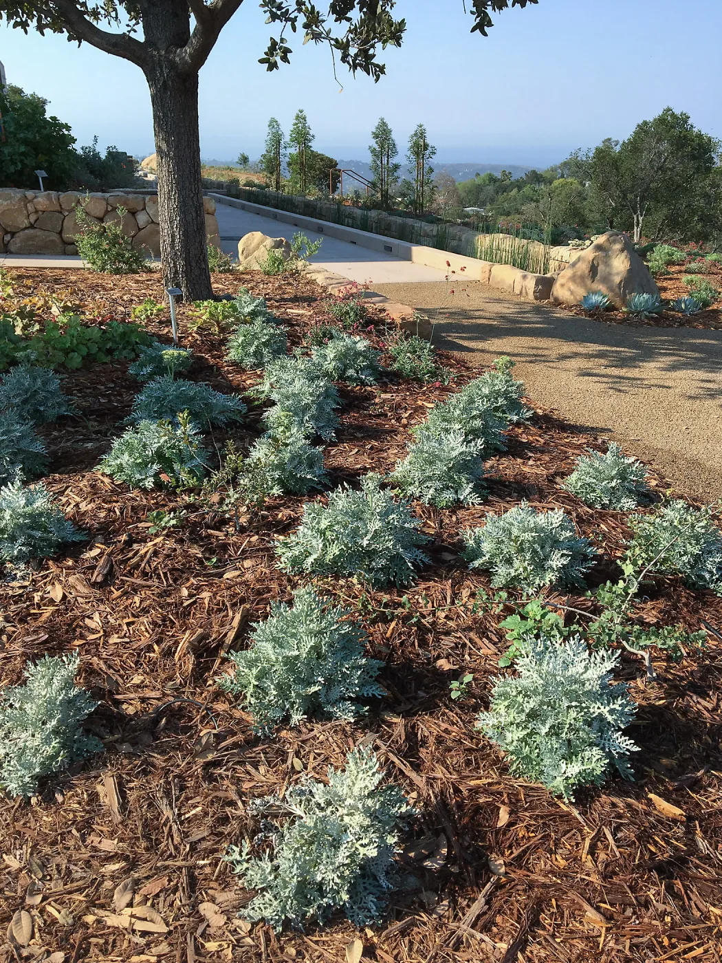 Constancea nevinii planting under Quercus tomentella at Island View Garden entrance