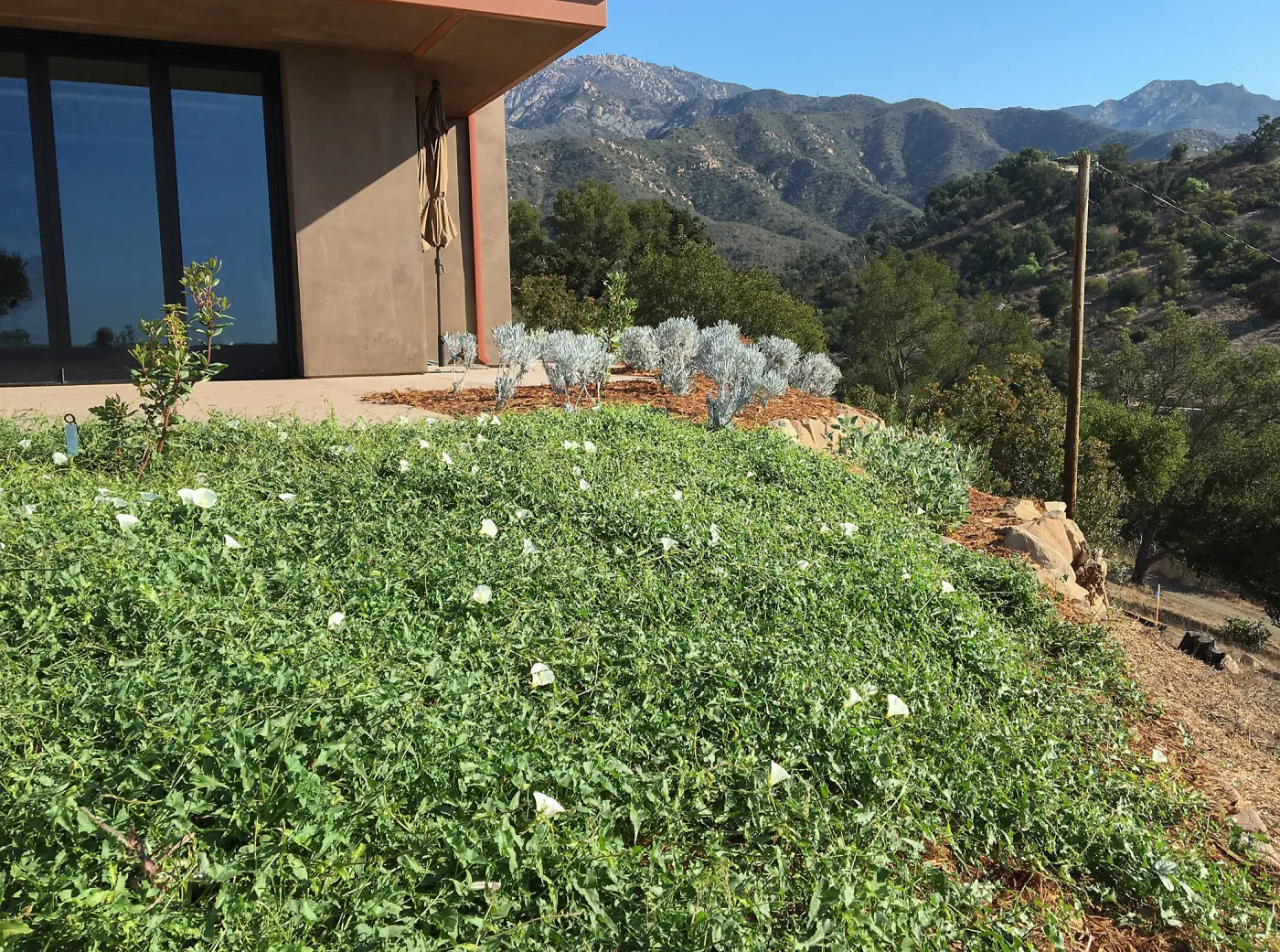 Calystegia Anacapa Pink as ground cover at the Island View Garden