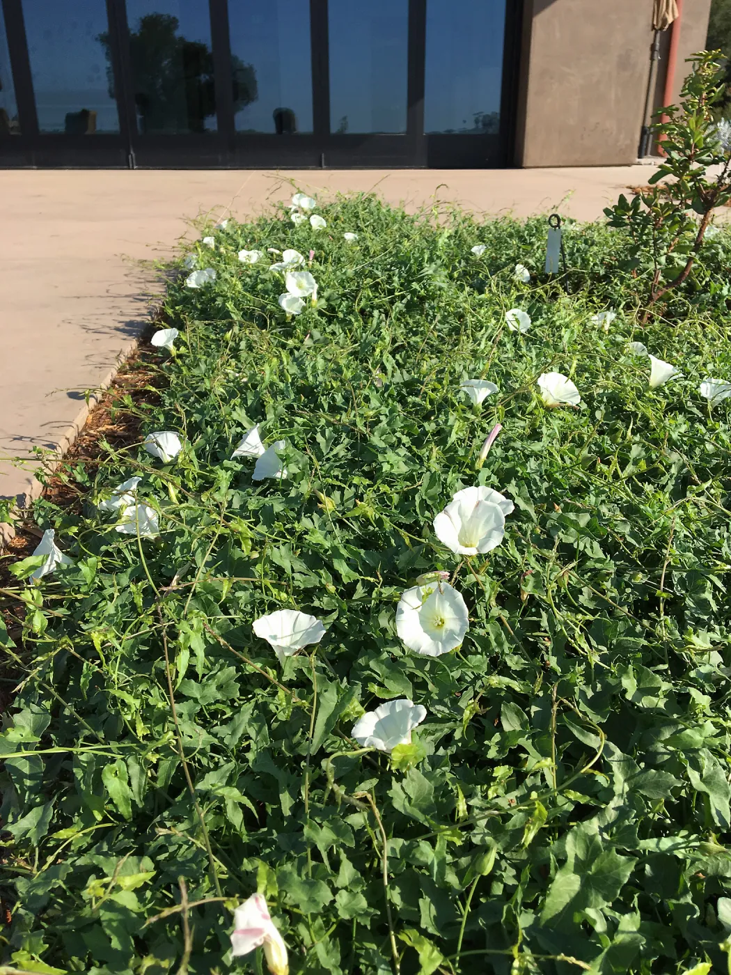 Calystegia Anacapa Pink as ground cover at the Island View Garden