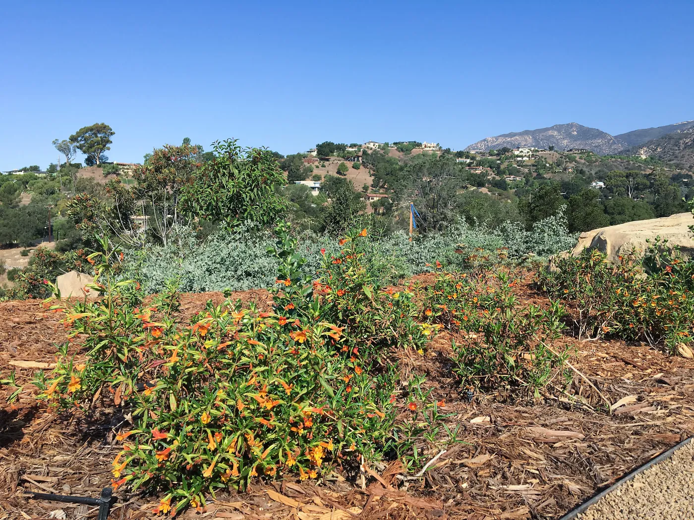Diplacus parviflorus hybrid in Island View Garden