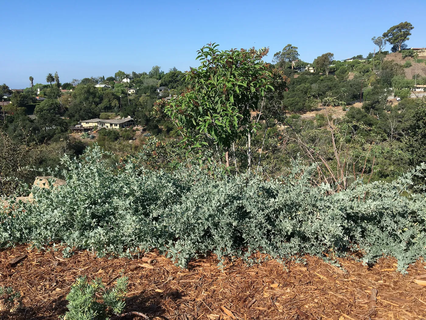 Low growing Atriplex lentiformis selection in Island View Garden