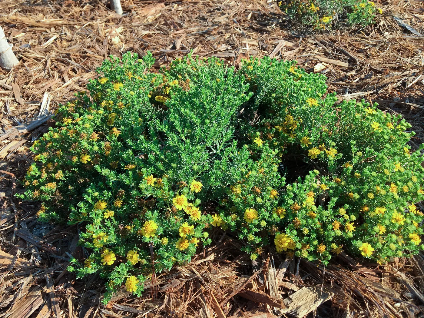 Deinandra clementina in the Island View Garden