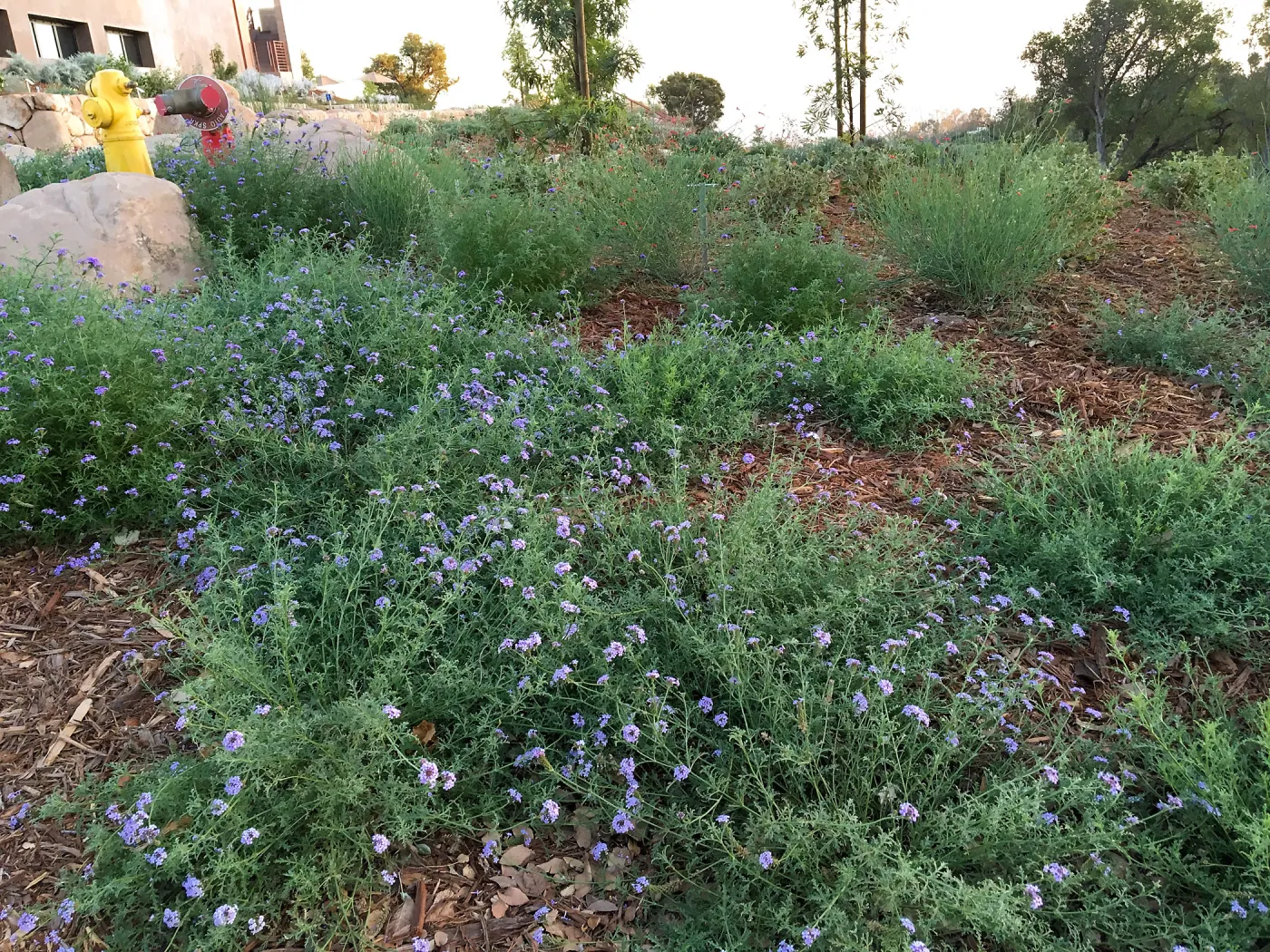 Verbena de la Mina at the Island View Garden