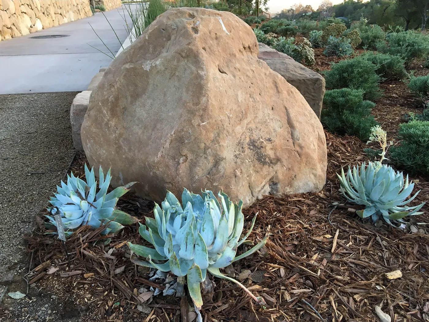 Dudleya brittonii at the Island View Garden