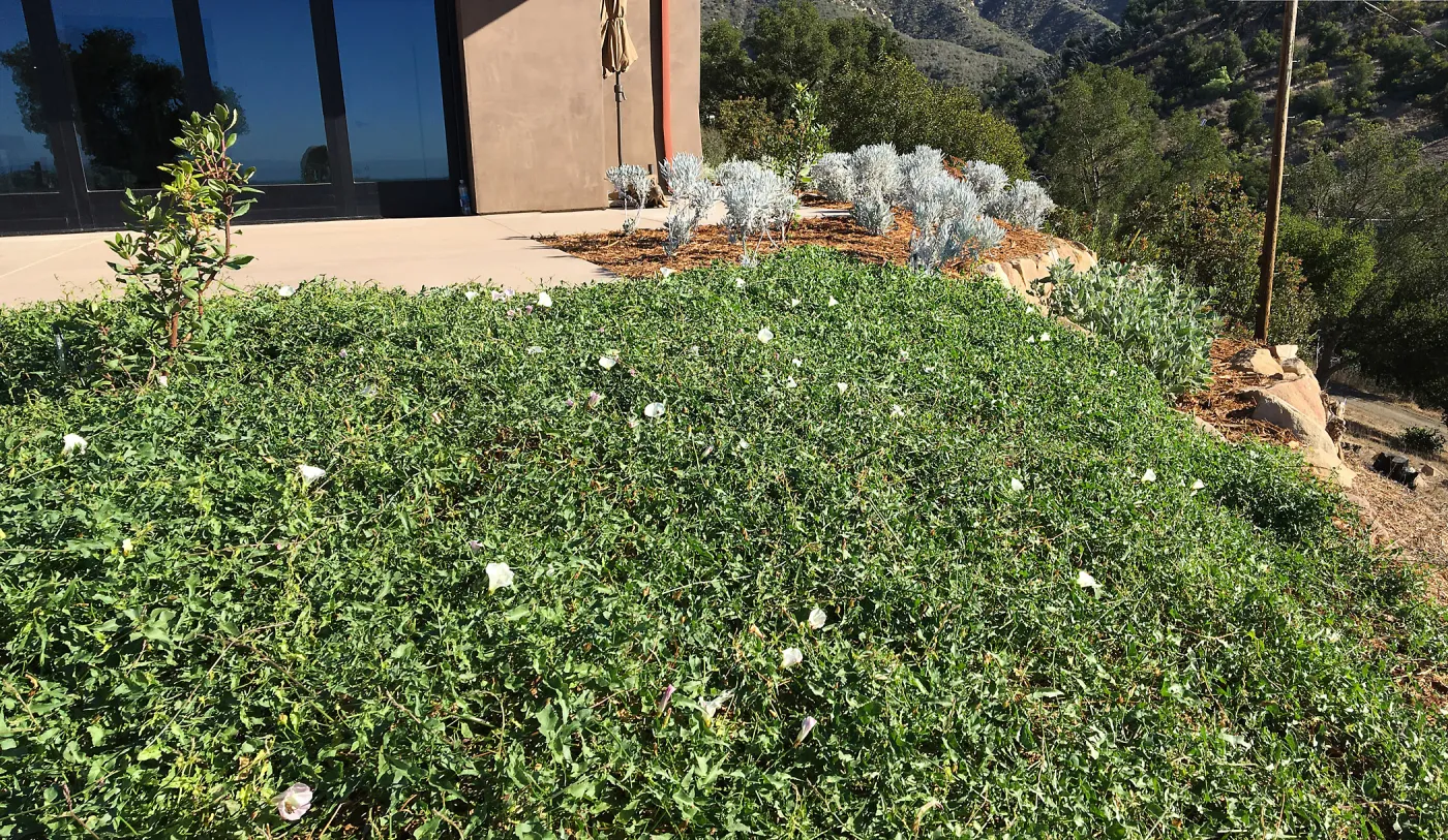 Calystegia Anacapa Pink as groundcover at the Island View Garden