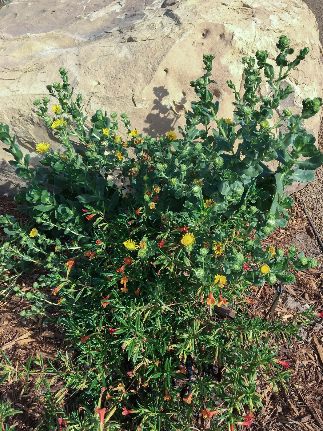 Grindelia hirsutula & Diplacus parviflorus at the Island View Garden