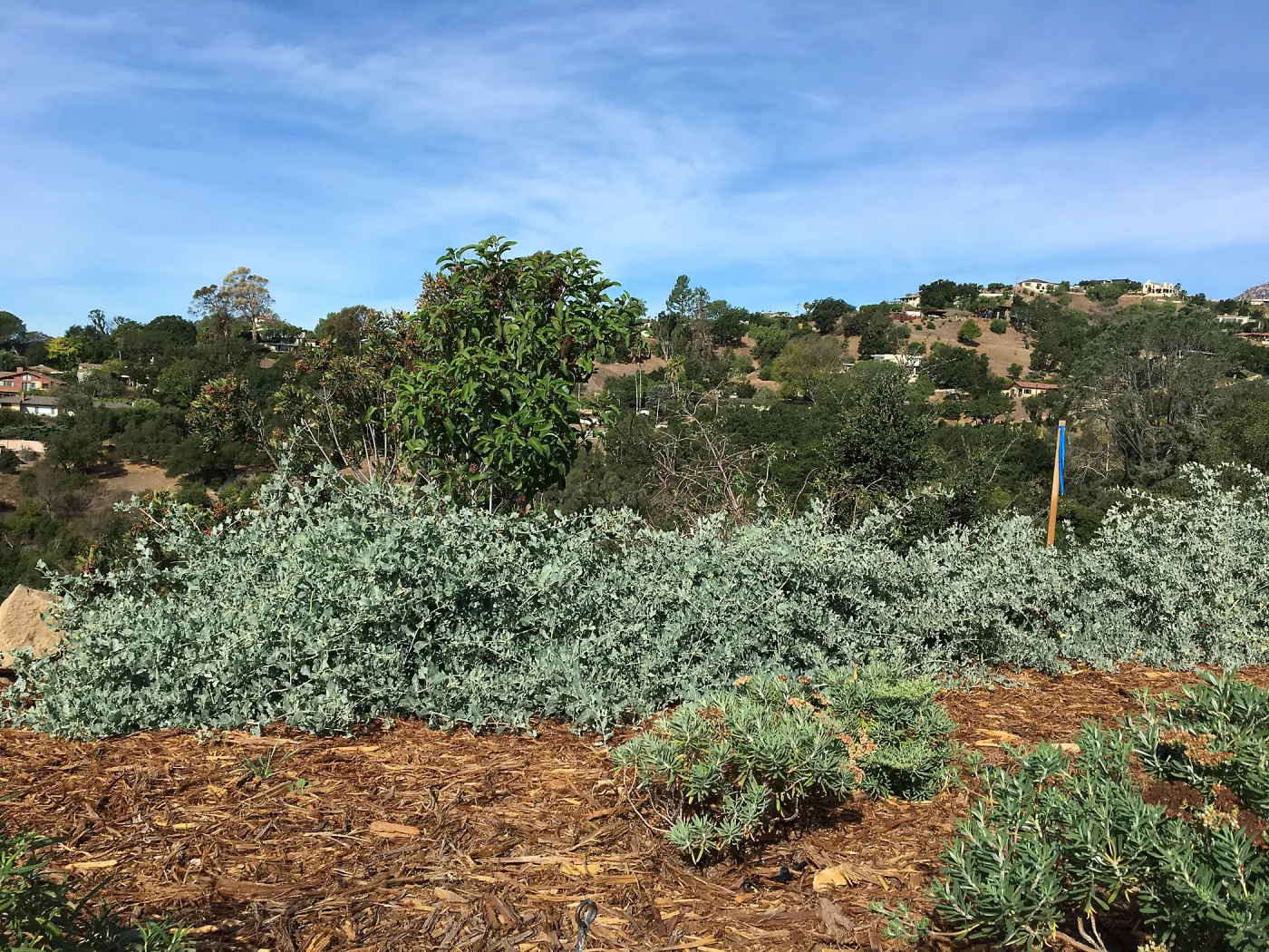 Anacapa Island form of Atriplex lentiformis at the Island View Garden