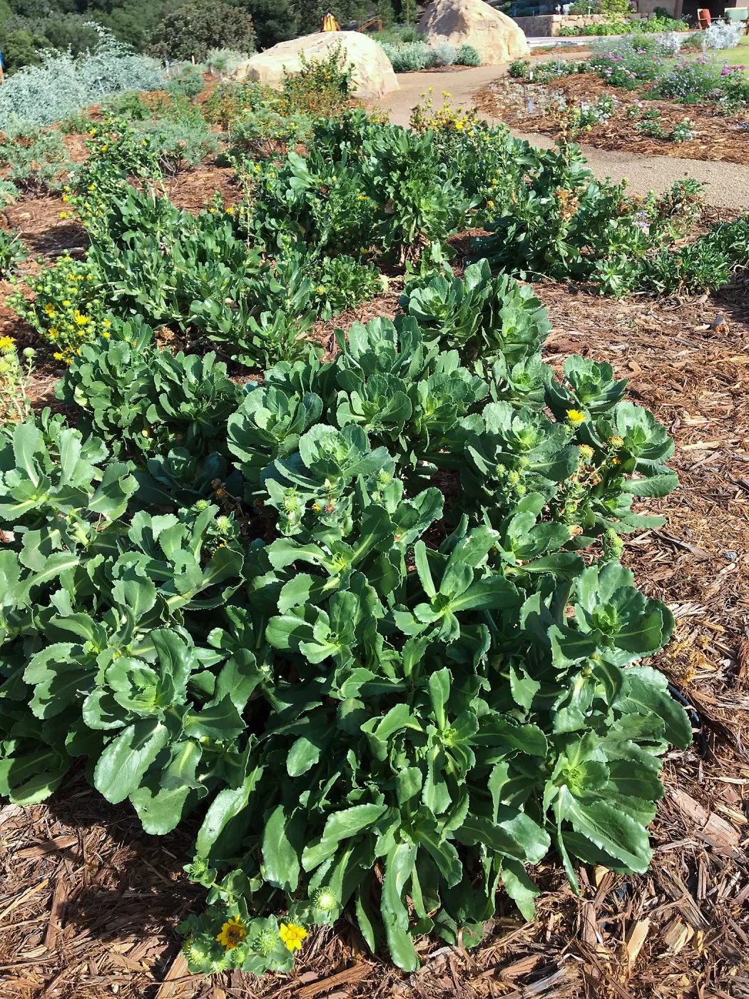 Grindelia hirsutula at the Island View Garden