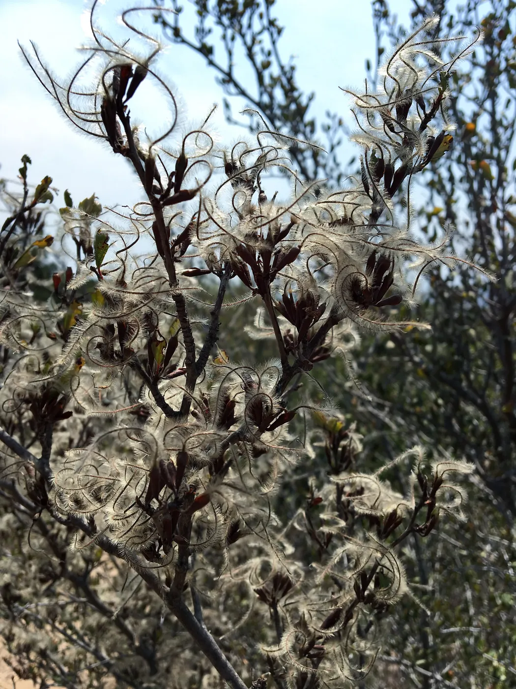 Cercocarpus betuloides in fruit