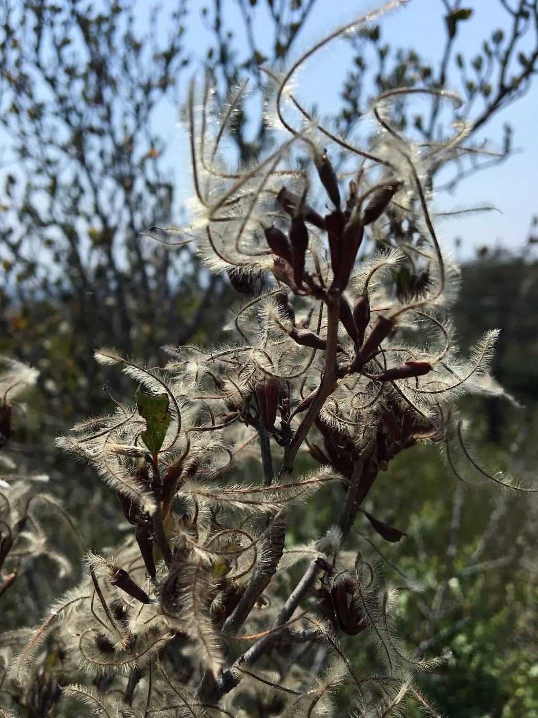 Cercocarpus betuloides in fruit