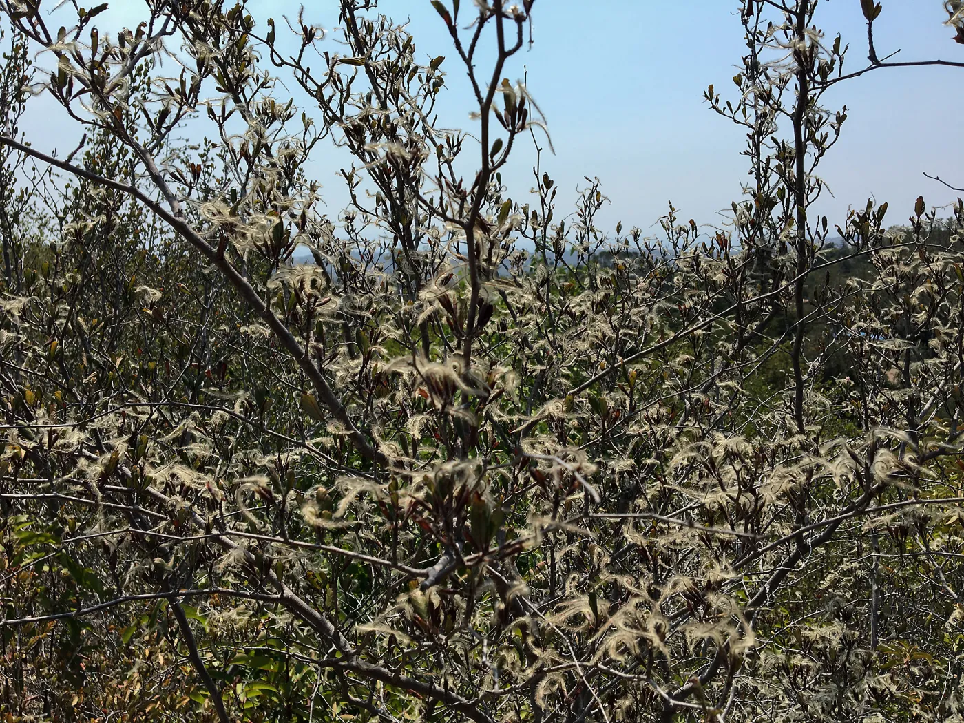 Cercocarpus betuloides in fruit