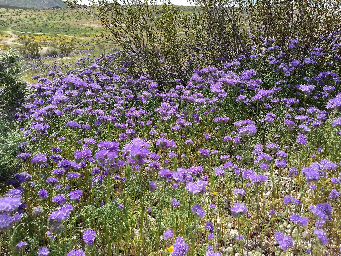 Phacelia wildflowers at Gem Hill, Kern County