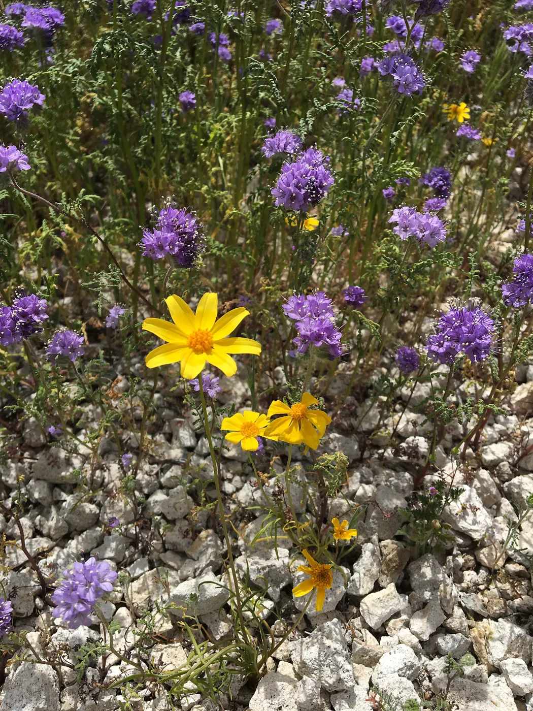 Phacelia & Monolopia wildflowers at Gem Hill, Kern County