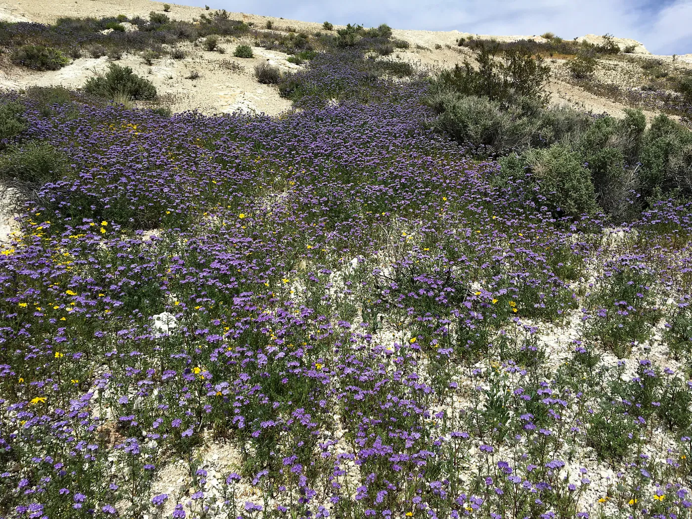 Phacelia wildflowers at Gem Hill, Kern County