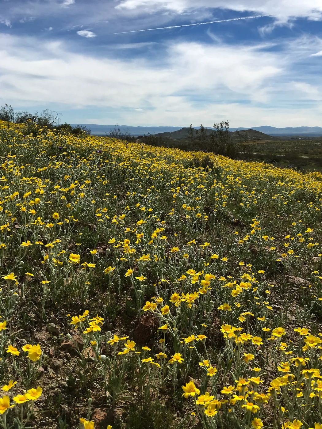 Monolopia lanceolata wildflowers along Mojave-Tropico Rd in Kern County