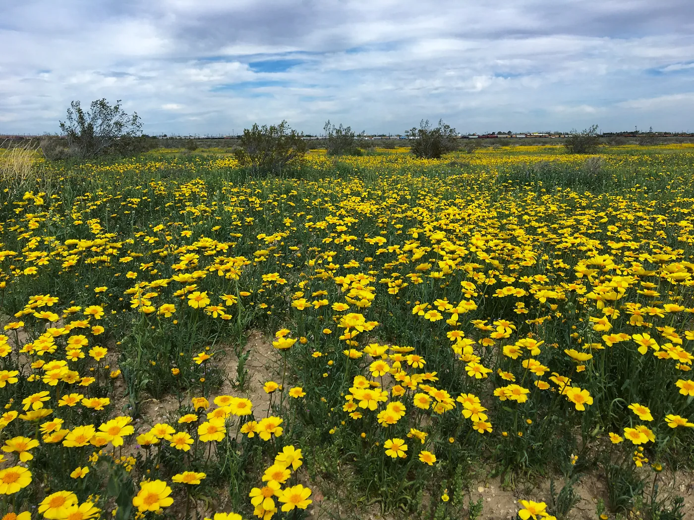 Monolopia lanceolata wildflowers along Mojave-Tropico Rd in Kern County