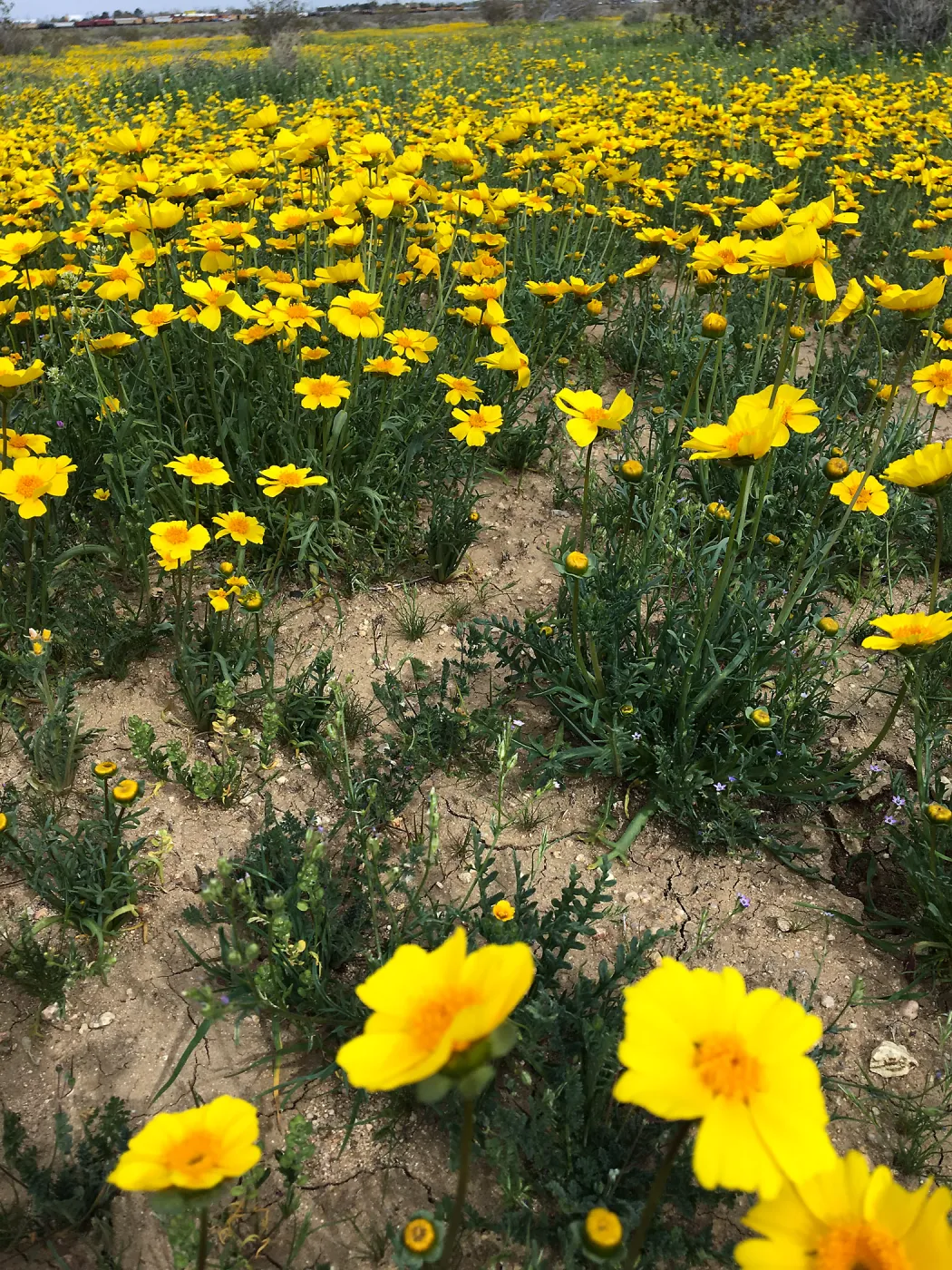 Coreopsis bigelovii wildflowers along Holt St near Mojave, Kern County