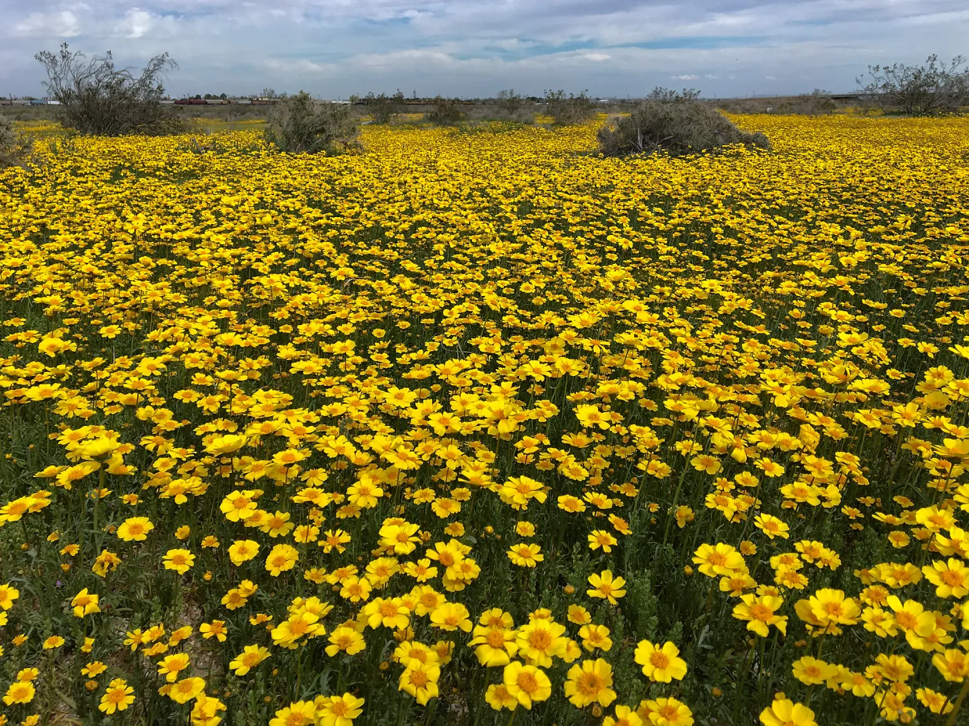 Coreopsis bigelovii wildflowers along Holt St near Mojave, Kern County