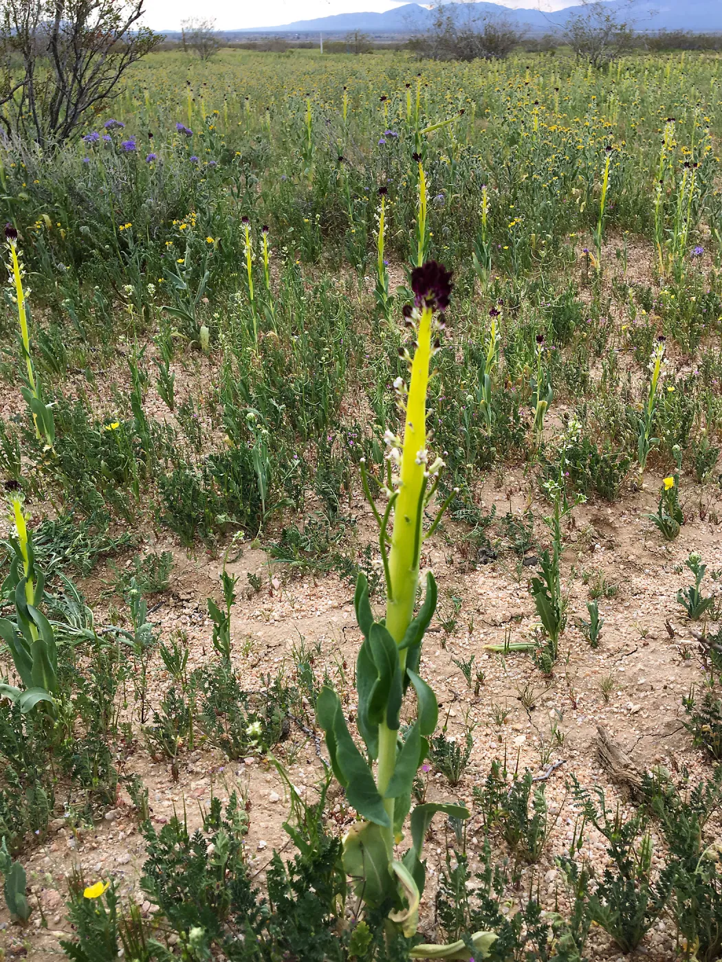 Field of Caulanthus californicus wildflowers along Randsburg-Mojave Rd Kern County