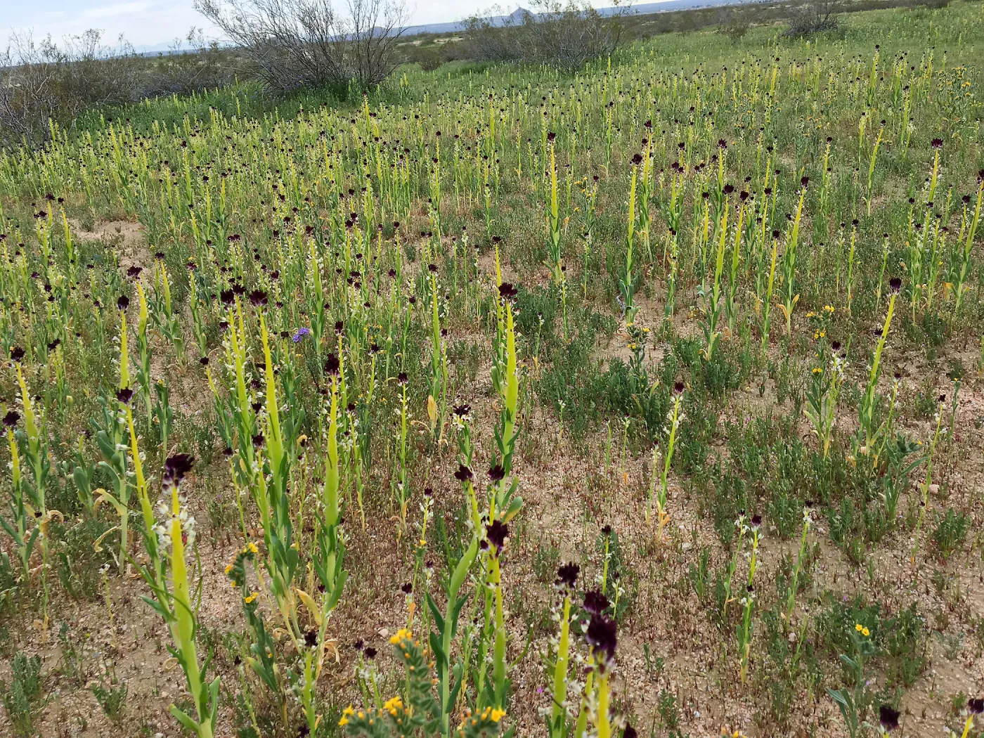 Field of Caulanthus californicus wildflowers along Randsburg-Mojave Rd Kern County
