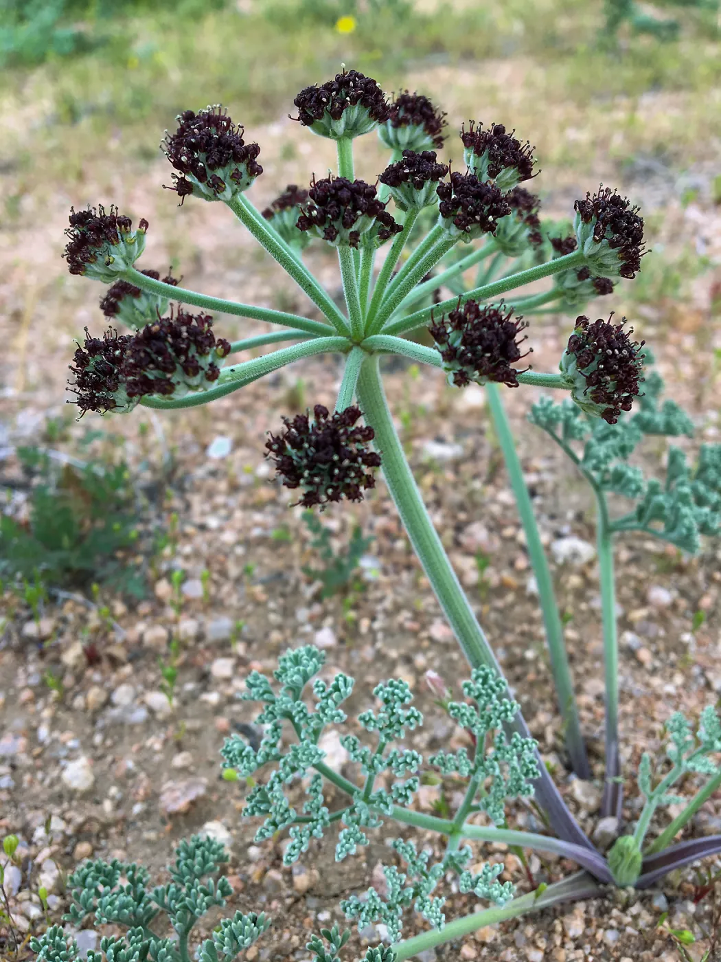 Lomatium mohavense Red Rock Canyon Kern county