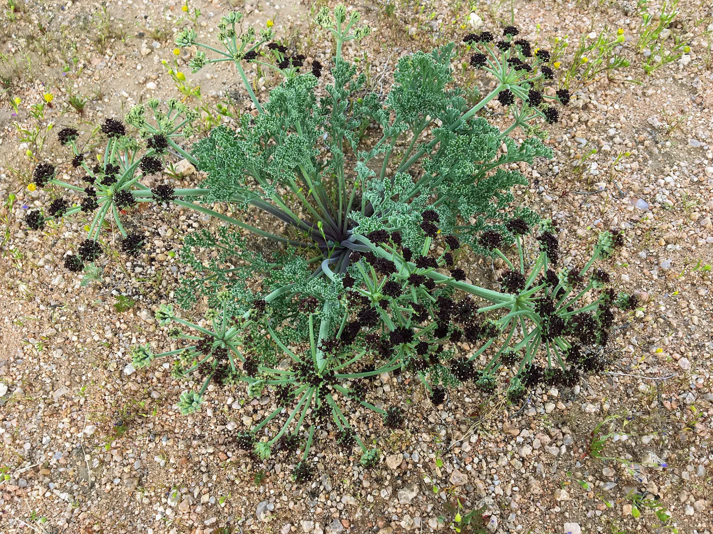 Lomatium mohavense Red Rock Canyon Kern county