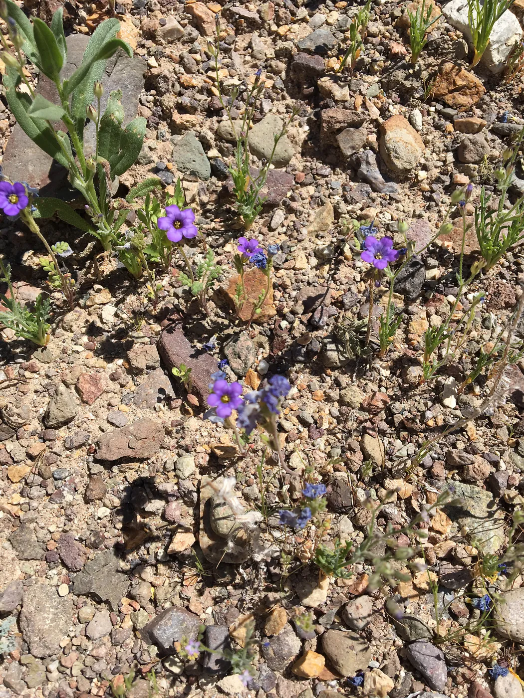 Phacelia fremontii, Red Rock Canyon, Kern county