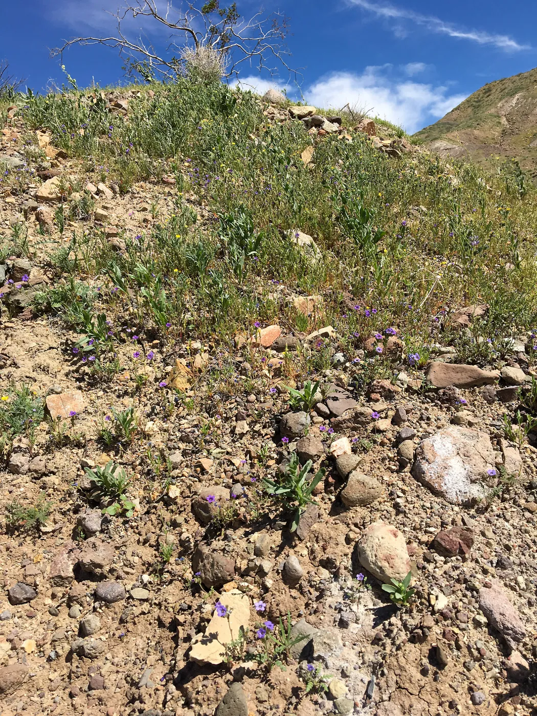 Phacelia fremontii, Red Rock Canyon, Kern county