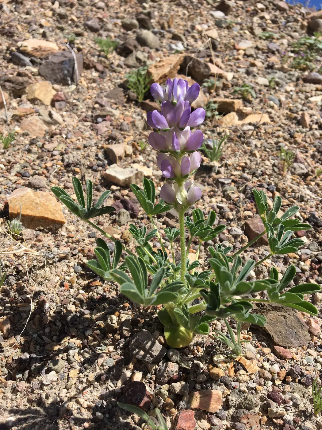 Lupine, Red Rock Canyon, Kern county