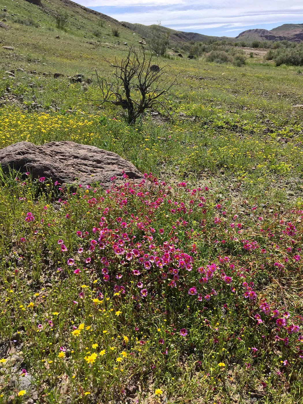 Diplacus bigelovii, Red Rock Canyon, Kern county