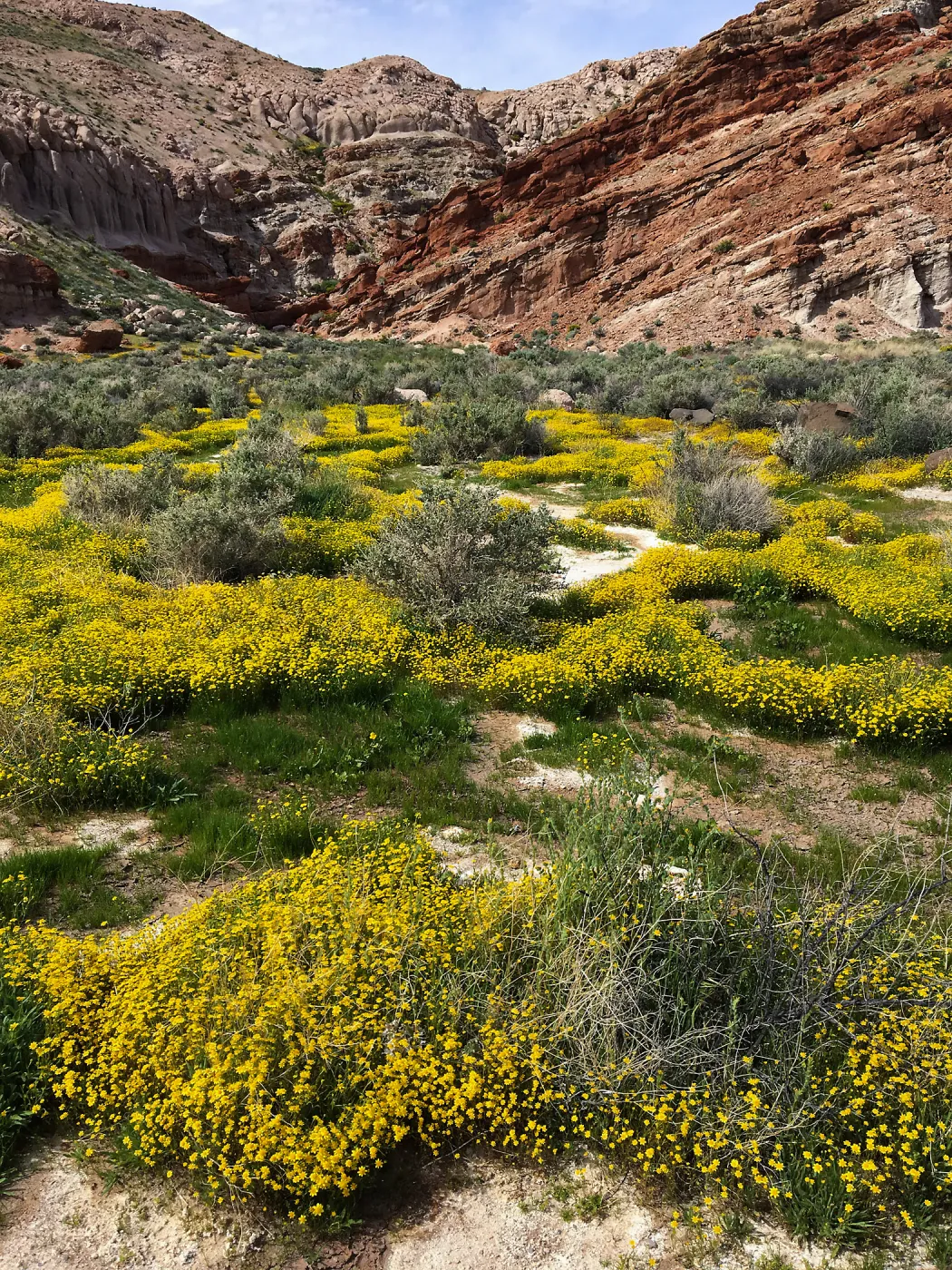 Lasthenia in wash at Red Rock Canyon, Kern county