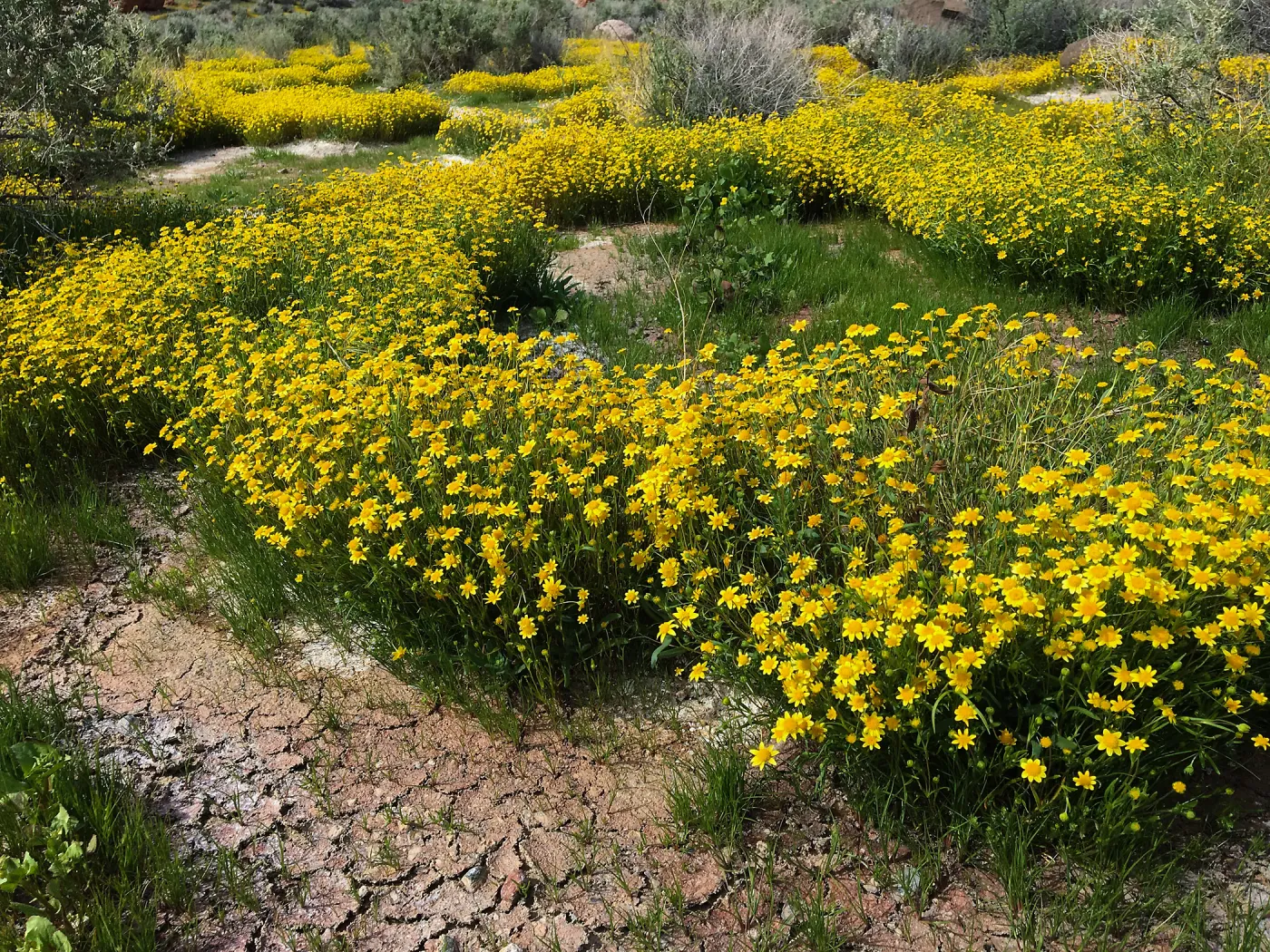 Lasthenia in wash at Red Rock Canyon, Kern county