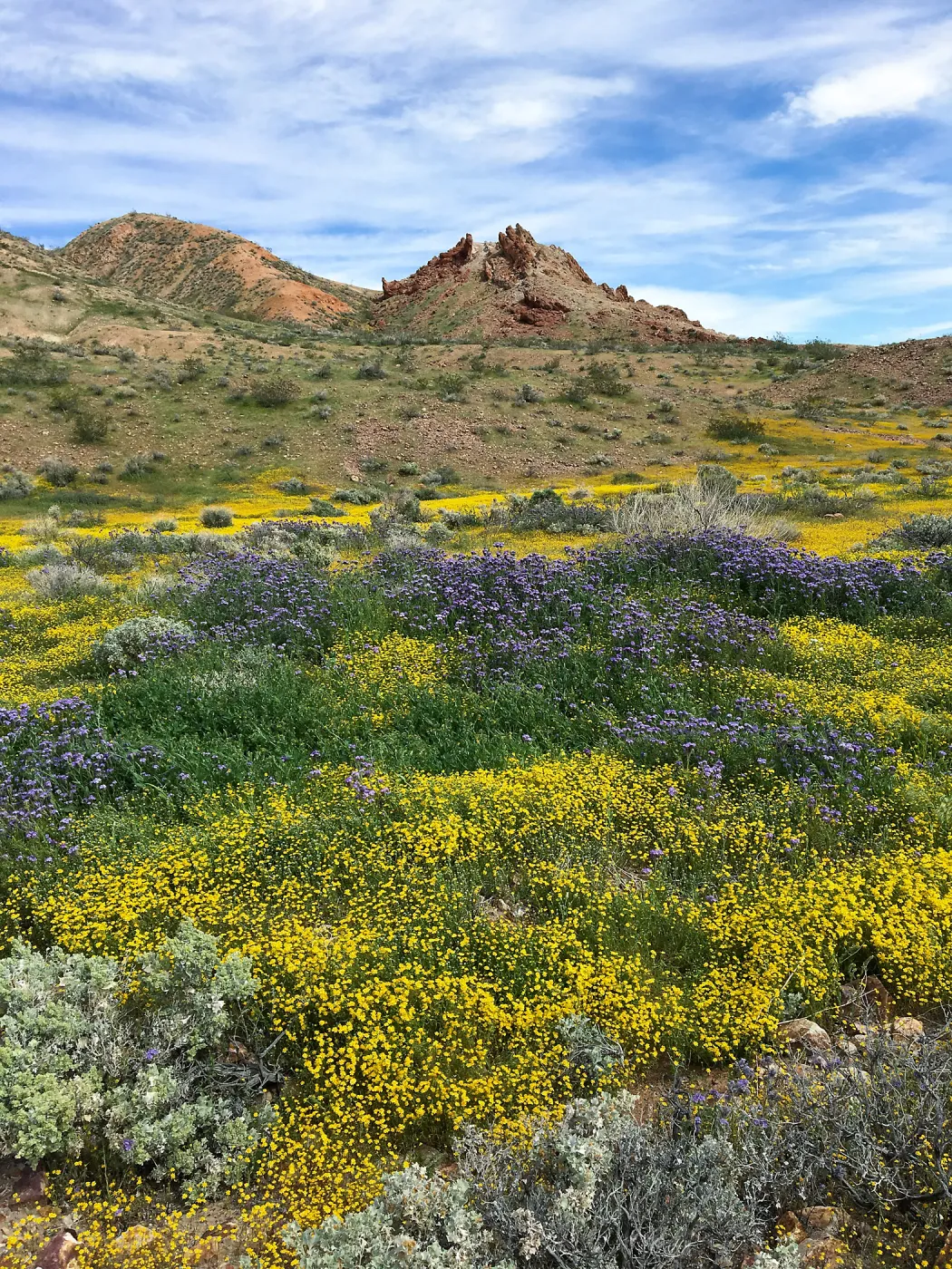 Lasthenia & Phacelia on bajada at Red Rock Canyon, Kern county