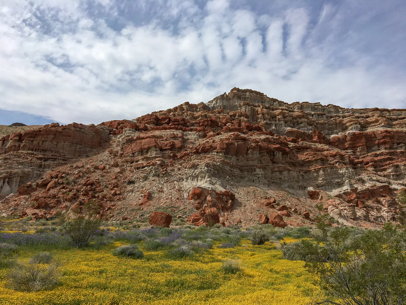 Lasthenia on bajada at Red Rock Canyon, Kern county