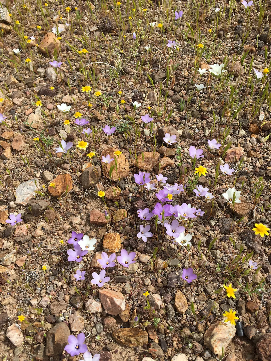 Linanthus parryae, Red Rock Canyon, Kern county